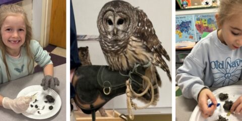 Owl Pellet Discoveries